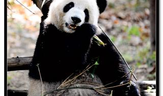 有关大熊猫的图片 有关大熊猫的图片